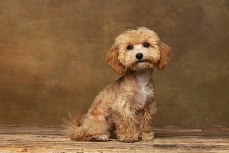 Maltipoo dog posing isolated over dark vintage background