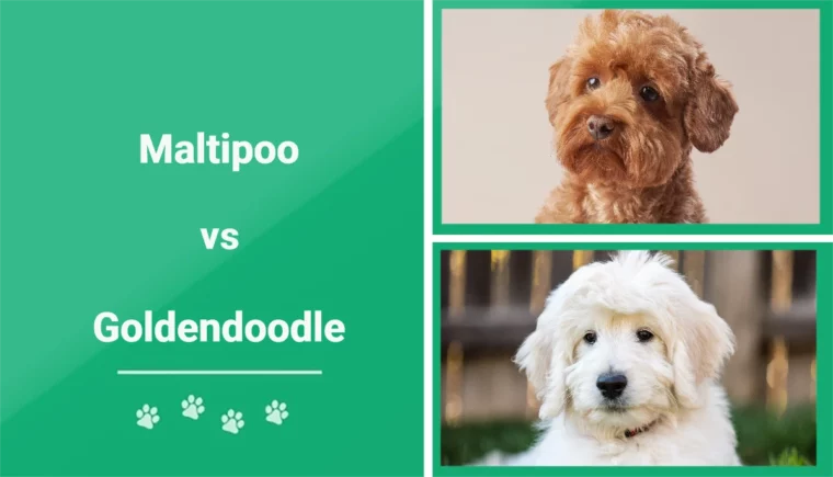 Maltipoo vs Goldendoodle - Featured Image