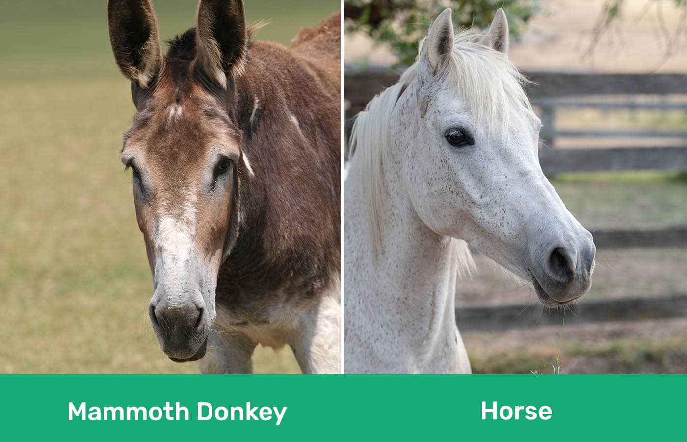 Mammoth Donkey vs. Horse: The Differences (With Pictures) | Pet Keen