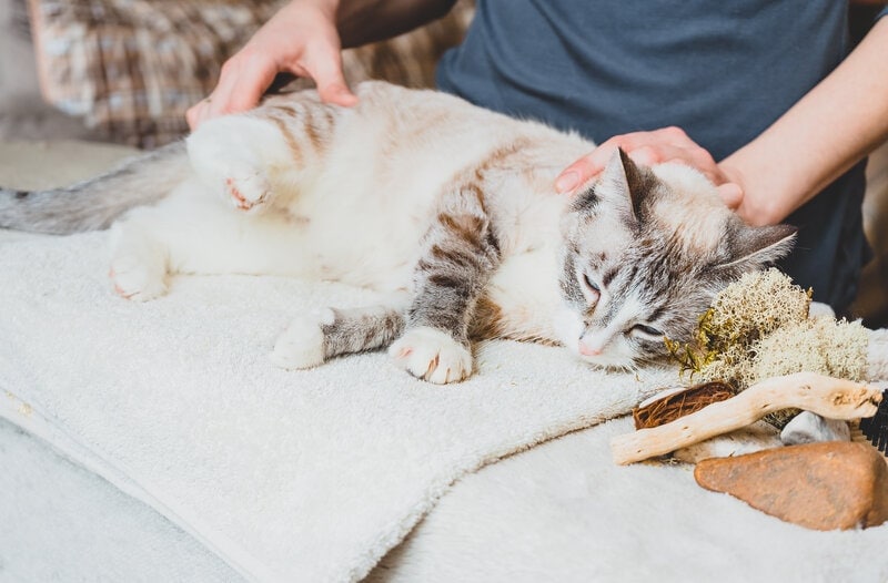 Massage-of-the-cats-hind-leg_Ekaterina-Kuzovkova_Shutterstock