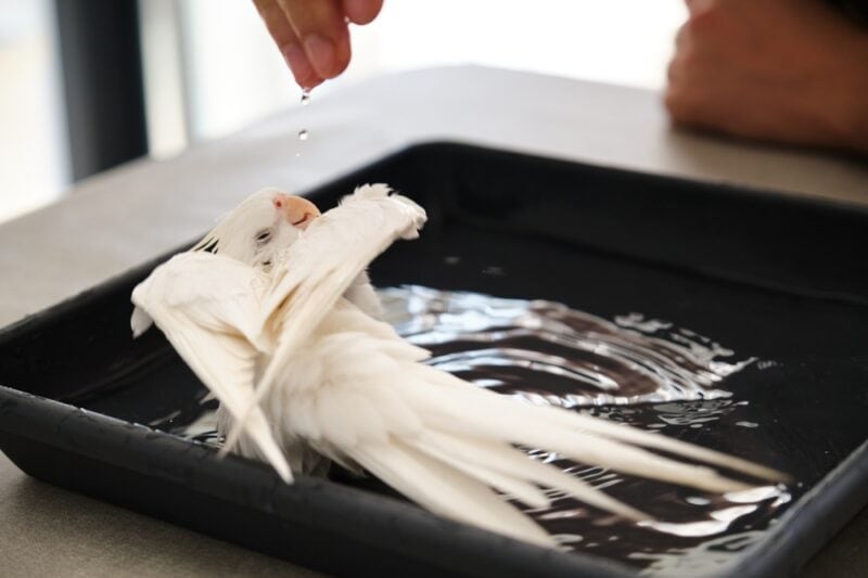 Owner hand bathing its albino cockatiel