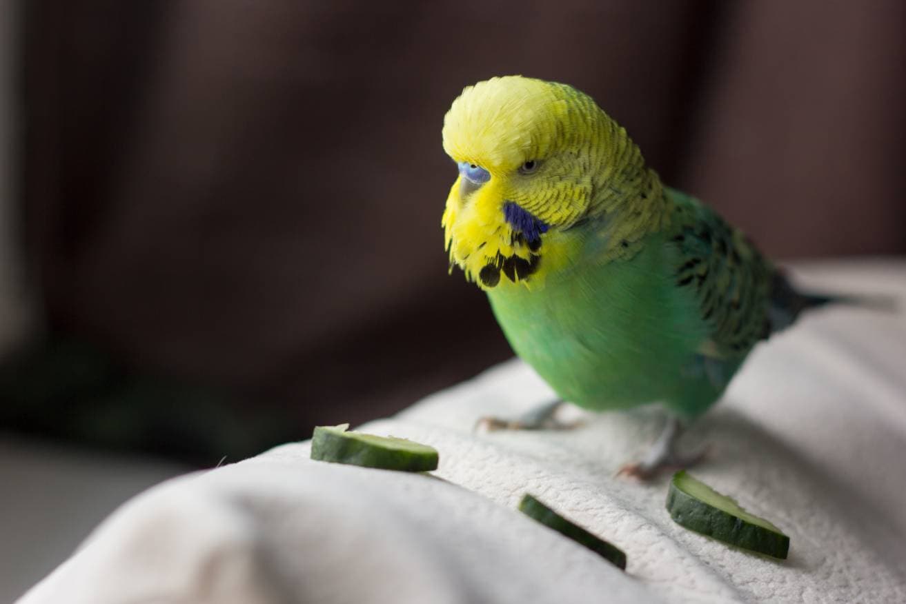 Parakeet eating Cucumber