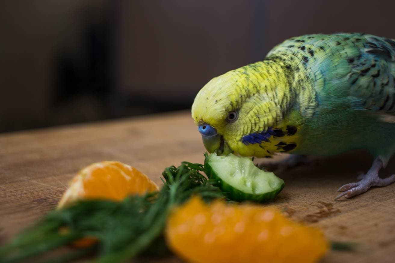 Parakeet eating Cucumber