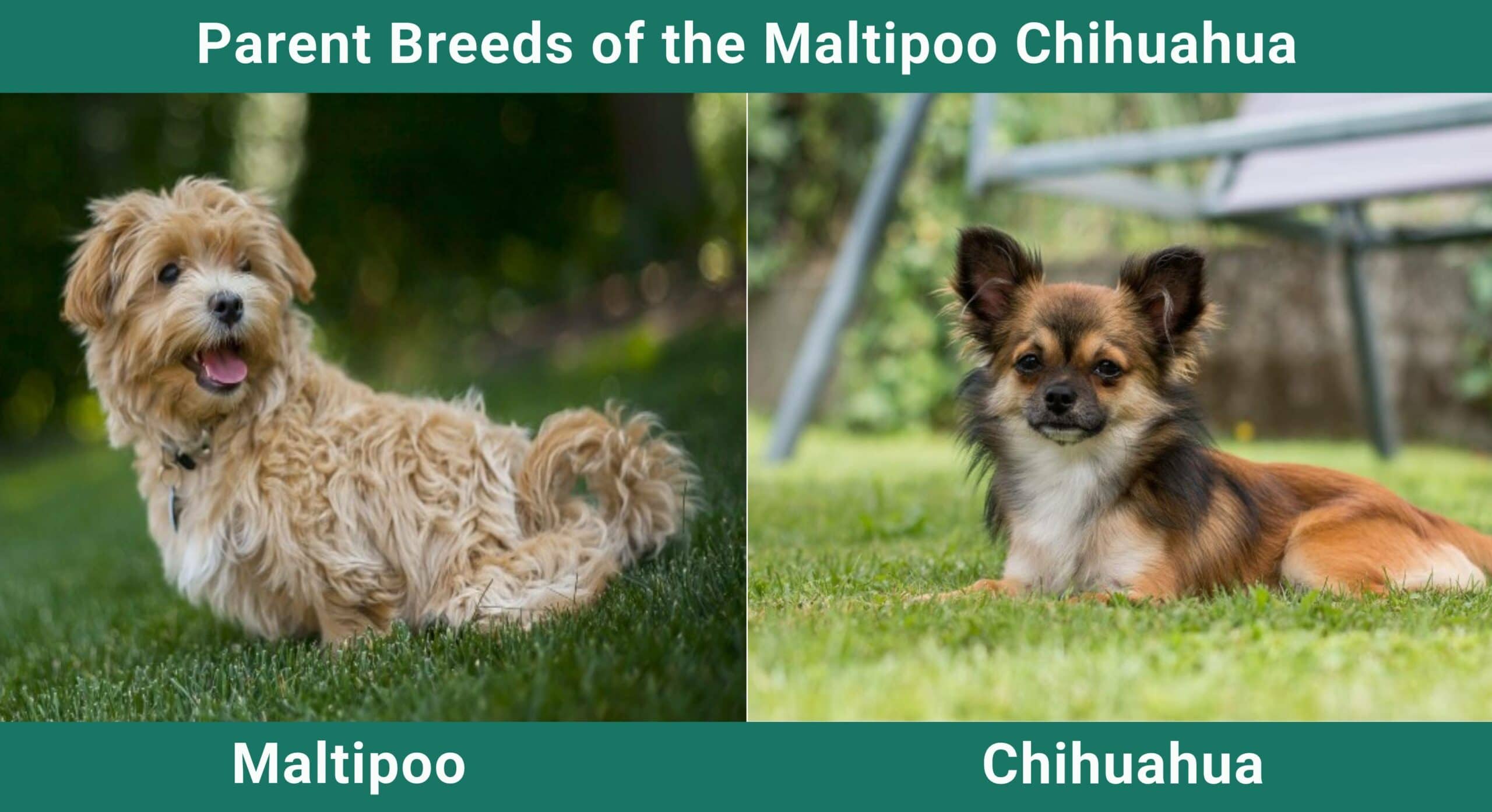Parent_breeds_Maltipoo-Chihuahua