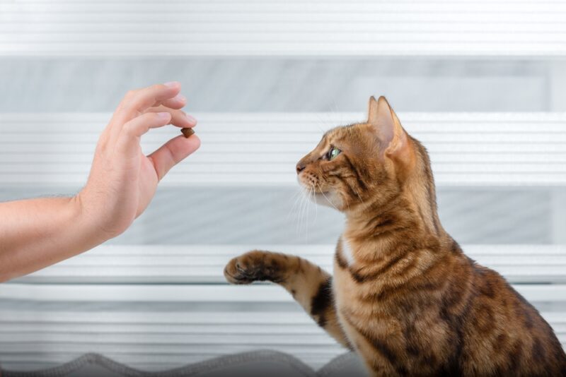 Person giving treats to a cat