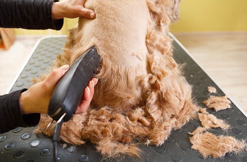 Pet groomer shaving dog with electric shaver machine
