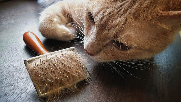 Pet hair brush with pet fur clump after grooming cat