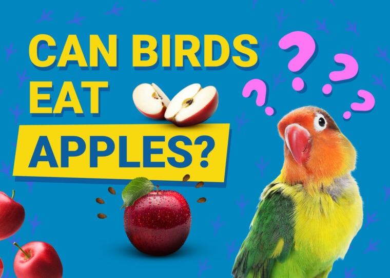 PetKeen_Can Birds Eat_apples