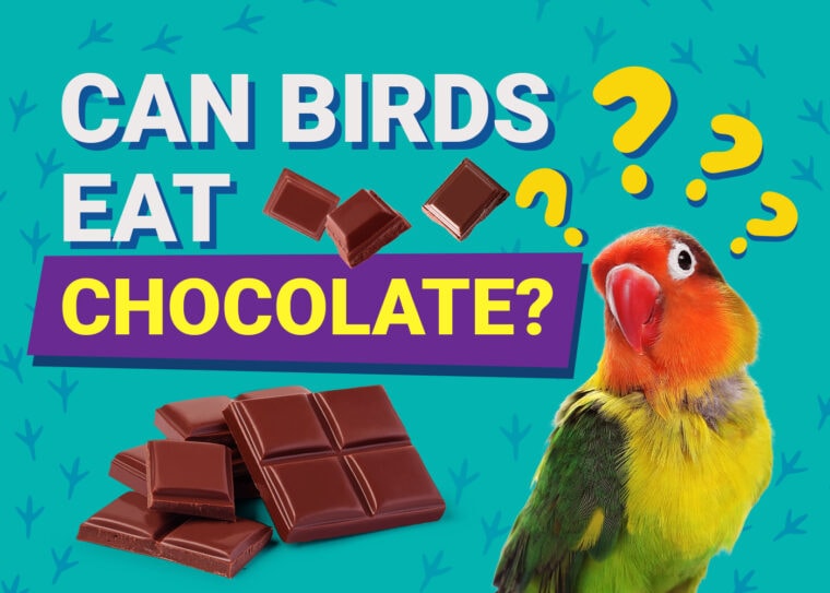 PetKeen_Can Birds Eat_chocolate