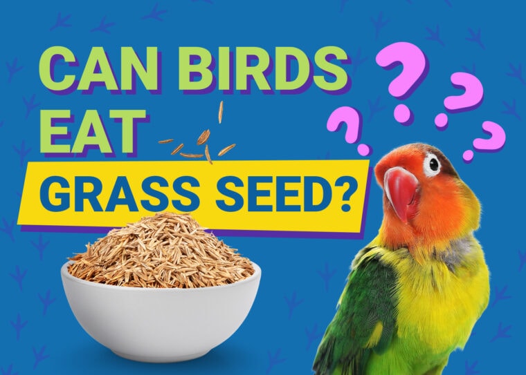 PetKeen_Can Birds Eat_grass seed