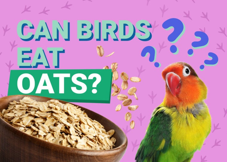 PetKeen_Can Birds Eat_oats