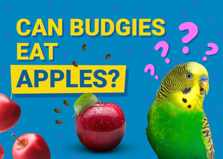 PetKeen_Can Budgies Eat_apple (1)