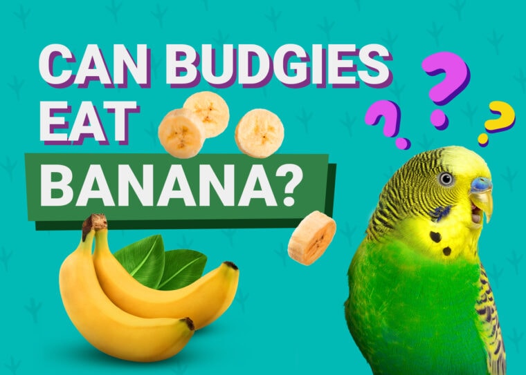 PetKeen_Can Budgies Eat_banana