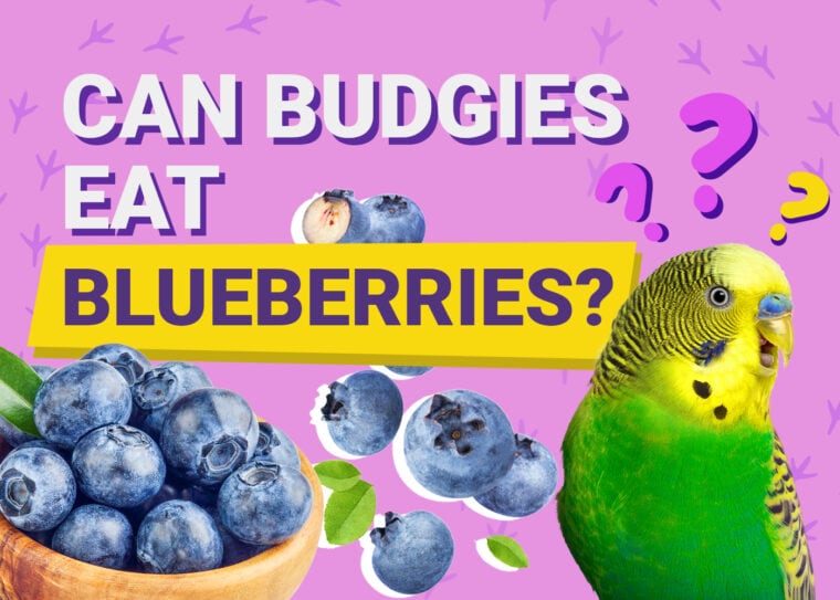 PetKeen_Can Budgies Eat_blueberries