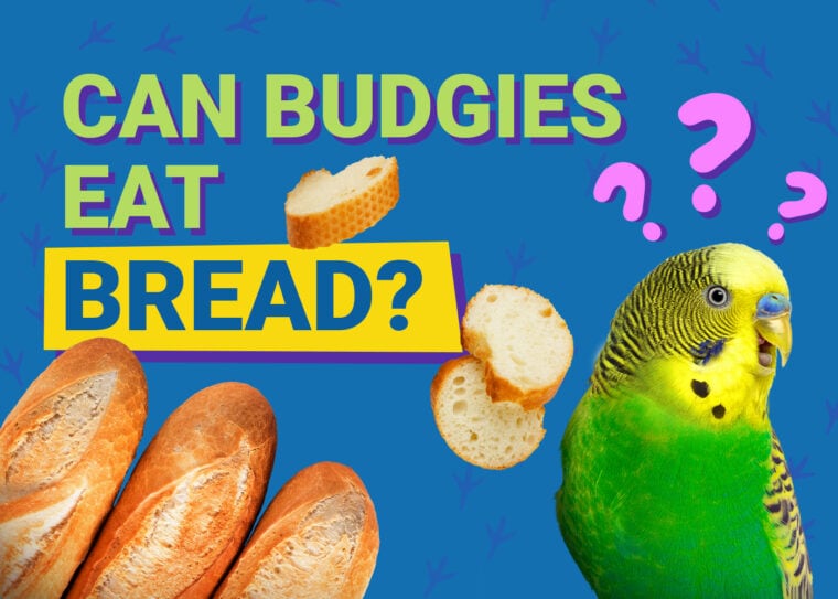 PetKeen_Can Budgies Eat_bread