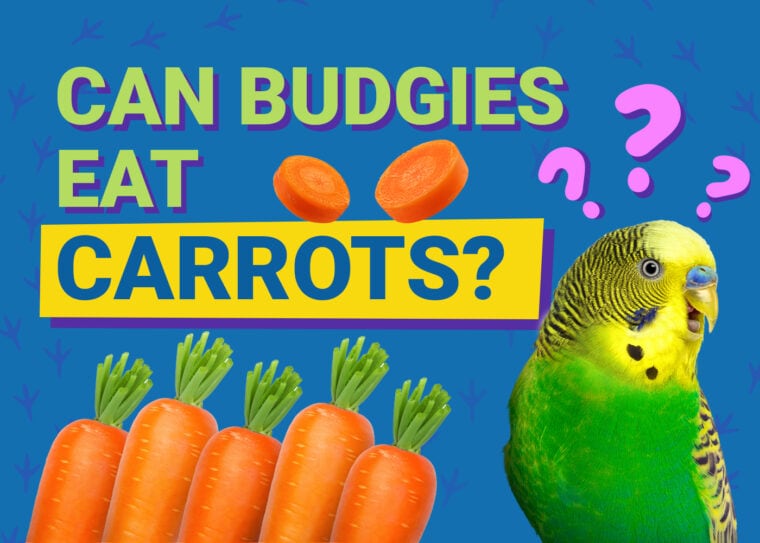 PetKeen_Can Budgies Eat_carrots