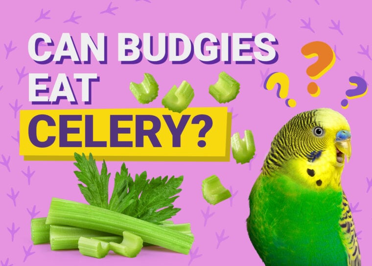 PetKeen_Can Budgies Eat_celery