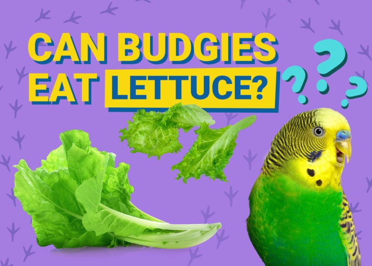 PetKeen_Can Budgies Eat_lettuce