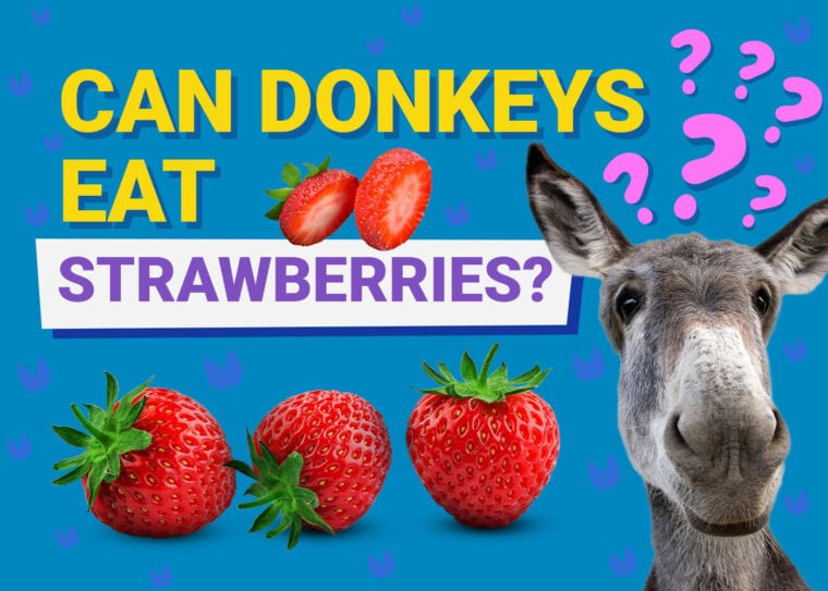 Can Donkeys Eat_strawberries