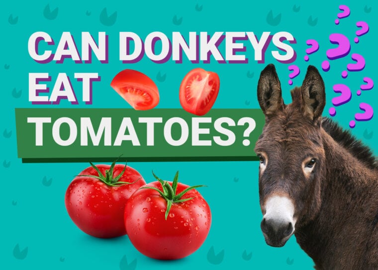 Can Donkeys Eat_tomatoes