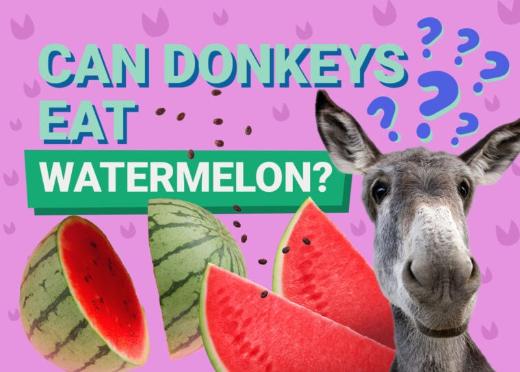 Can Donkeys Eat_watermelon