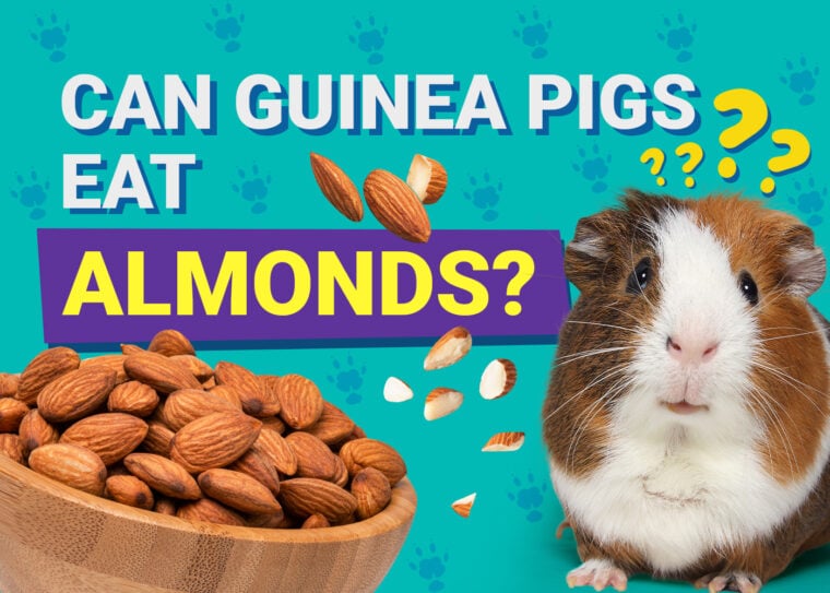 Can Guinea Pigs Eat_almonds