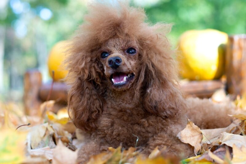 Portrait Beautiful little toy apricot poodle outdoors in the autumn leaf