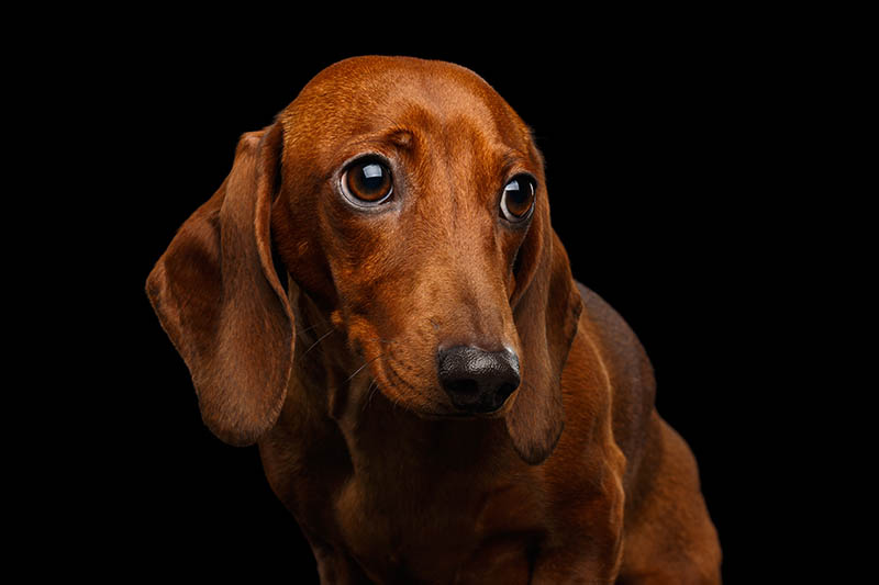 Portrait of Sad Red Dachshund Dog