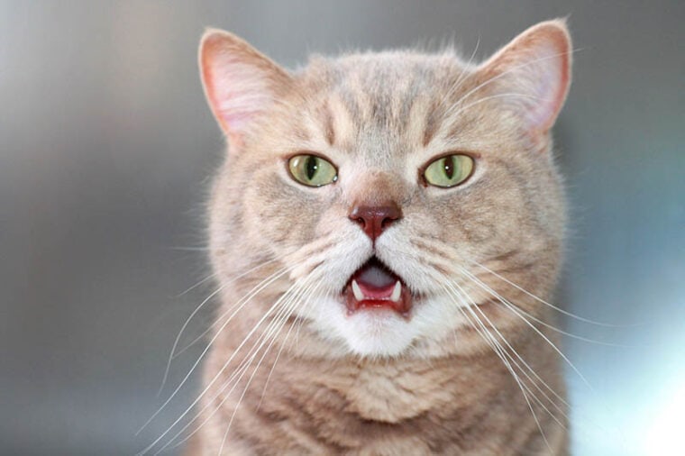 Portrait of a gray cat called Briton with open mouth