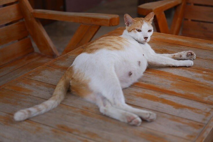 pregnant white cat