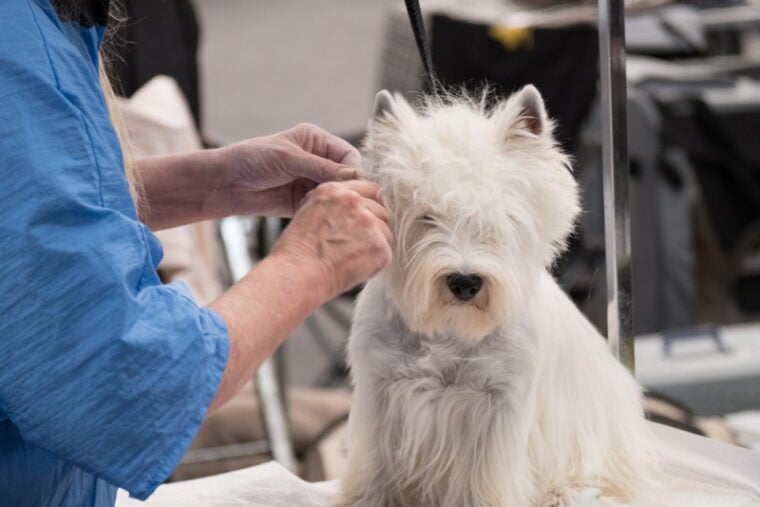 Professional groomer handstripping a West Highland Terrier