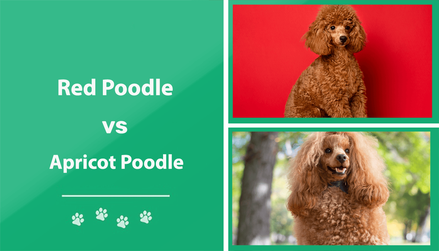 are red poodles rare