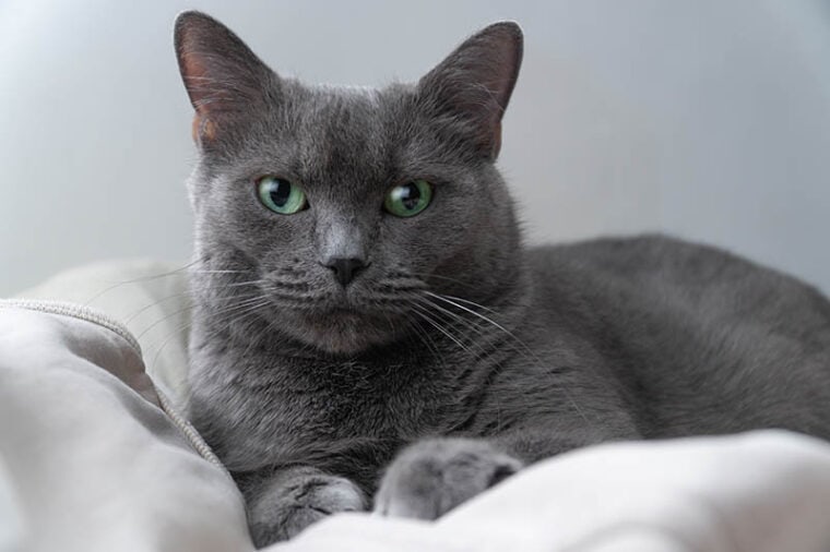 Russian Blue cat with green eyes