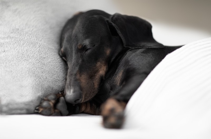 Sick dachshund dog sleeping under the blanket