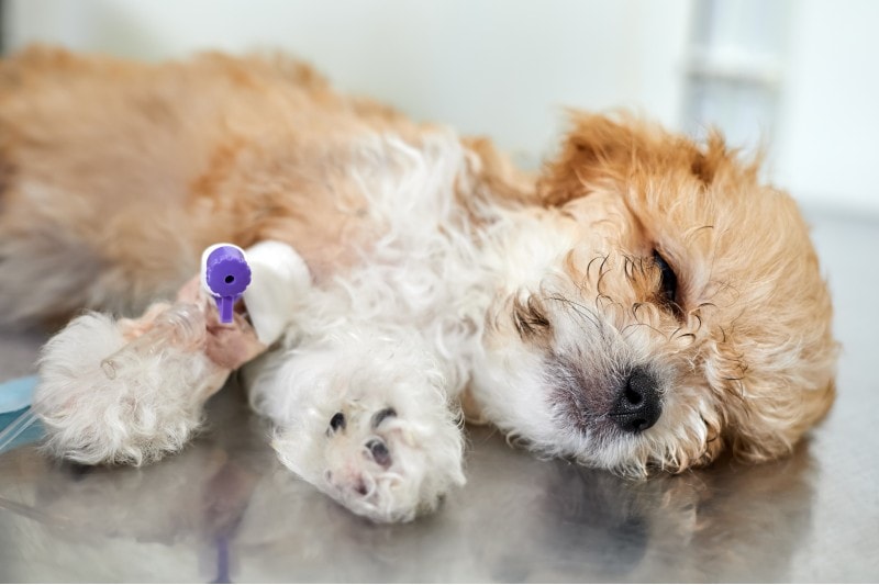 Sick maltipoo puppy lies on a table in en veterinary clinic