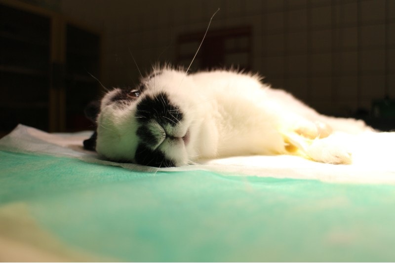 Sick rabbit lying on operating table