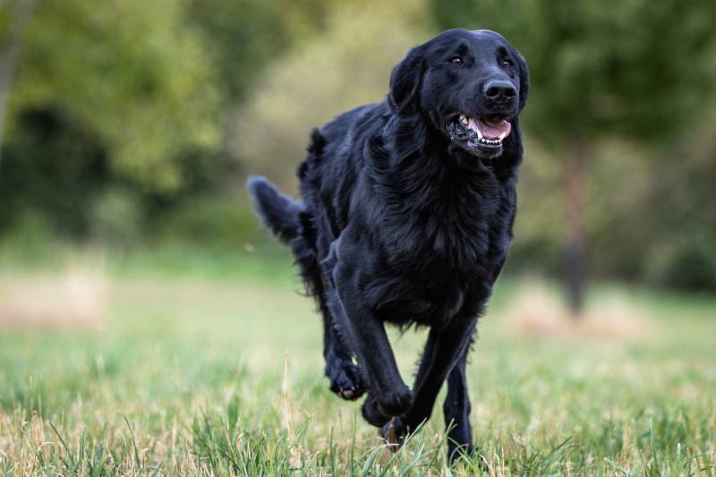 Side shot of a black Flat Coated Retriever dog running across a meadow