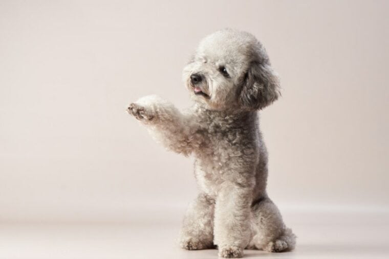 Silver-poodle-shaking-hand
