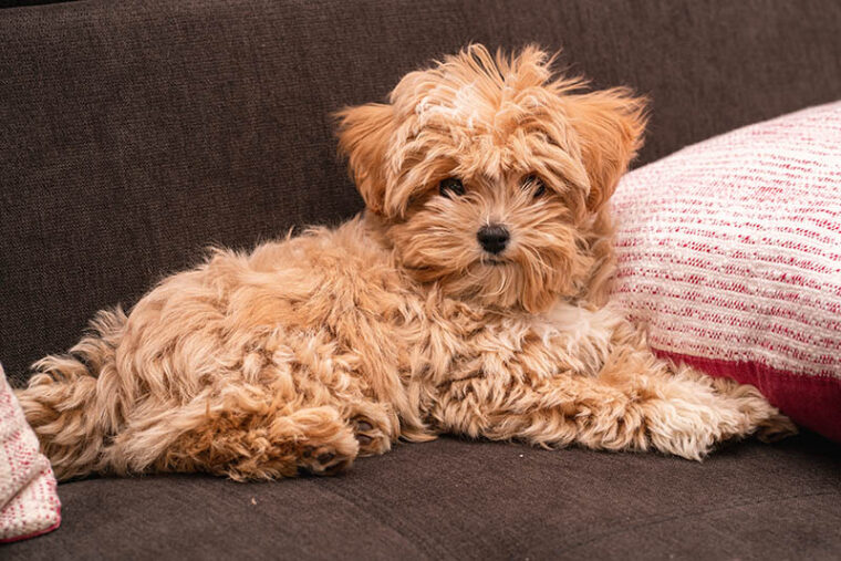 Small brown fluffy dog maltipoo lies between two pillows on the sofa