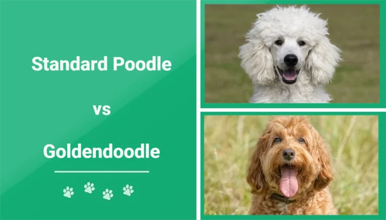 Standard Poodle vs Goldendoodle - Featured Image