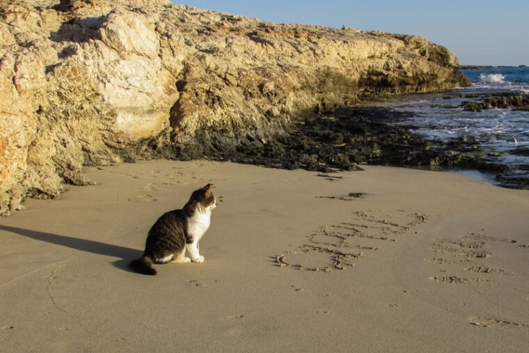 Tabby cat sitting on the beach