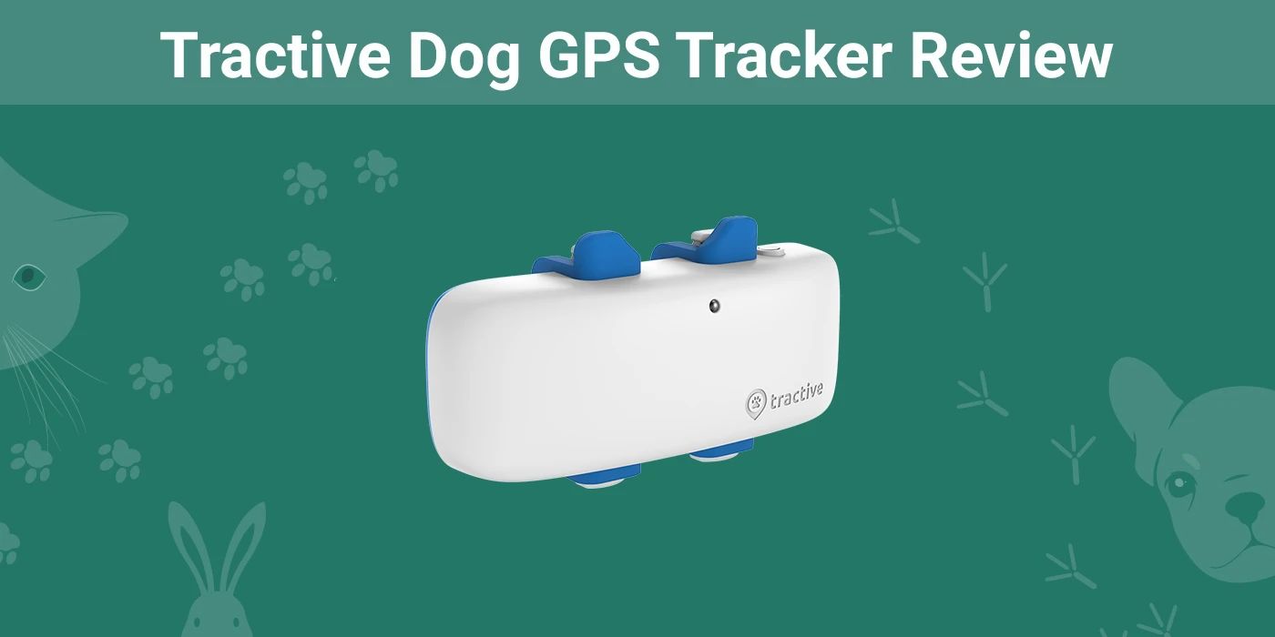 indebære Egern katolsk Tractive Dog GPS Tracker Review: Is It a Good Value? | Pet Keen