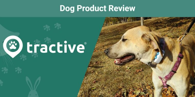 Tractive-SAPR-dog-in-park-with-tractive