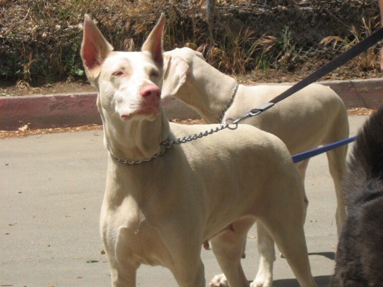 Two albino doberman on leashes