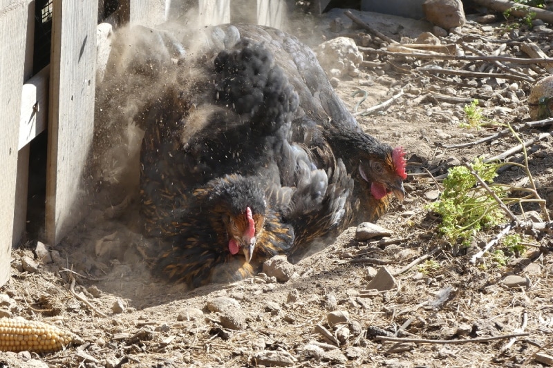 Two chickens in a dust bath