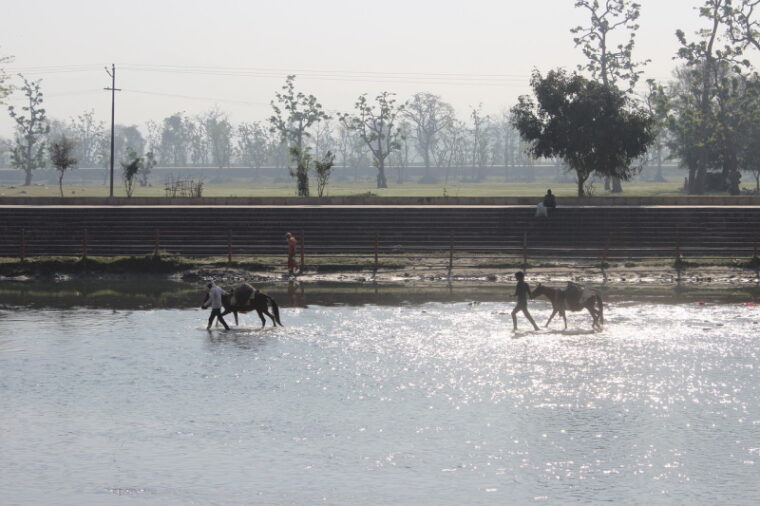Two men with donkeys in the river