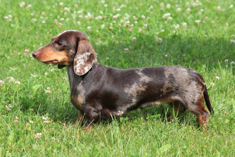 A typical dachshund with smooth, gray hair standing outdoors