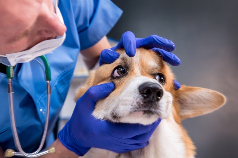 Vet examines the eyes of a sick Corgi dog
