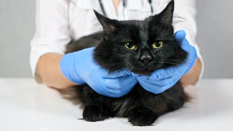 Veterinarian probes the neck and head of a black cat