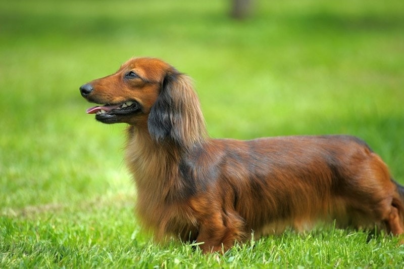 un perro salchicha de pelo largo parado sobre la hierba